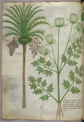 Botanisk illustration, ca. 1440 (blæk og farve på pergament)