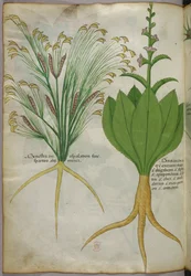 Botanisk illustration, ca. 1440 (blæk og farve på pergament)