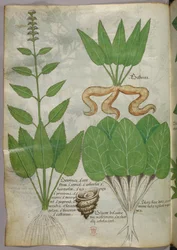 Botanisk illustration, ca. 1440 (blæk og farve på pergament)