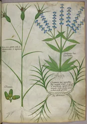 Botanisk illustration, ca. 1440 (pergament), ca. 1440 (blæk og farve på pergament)