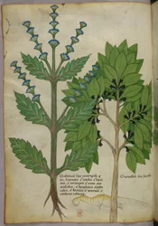 Botanisk illustration fra Herbal, Tractatus de Herbis, Sloane 4016 f.39v, ca. 1440 (blæk og farve på pergament)