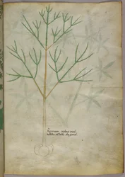 Botanisk illustration af en plante, ca. 1440 (blæk og farve på pergament)