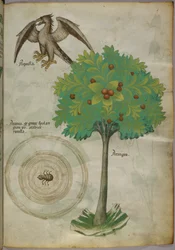 Botanisk illustration af et træ, et edderkoppespind og en ørn, ca. 1440 (blæk og farve på pergament)