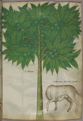 Botanisk illustration af et træ og et dyr, ca. 1440 (blæk og farve på pergament)