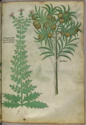 Botanisk illustration af melontræ, ca. 1440 (blæk og farve på pergament)