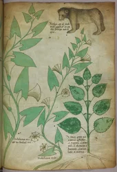 Botanisk illustration af en plante med en bjørn, ca. 1440 (blæk og farve på pergament)