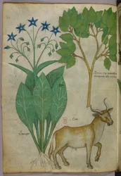 Botanisk illustration af planter og en tyr, ca. 1440 (blæk og farve på pergament)