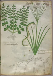 Botanisk illustration af planter og en slange, ca. 1440 (blæk og farve på pergament)