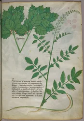 Botanisk illustration af planter og en slange, ca. 1440 (blæk og farve på pergament)