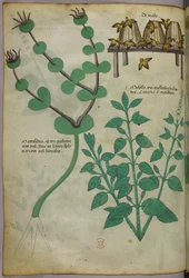 Botanisk illustration af planter og bikuber med bier, ca. 1440 (blæk og farve på pergament)