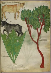 Botanisk illustration af planter og tyre, ca. 1440 (blæk og farve på pergament)