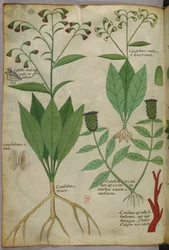 Botanisk illustration af planter og koraller med en slange og en hjort, ca. 1440 (blæk og farve på pergament)