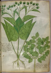 Botanisk illustration af planter, ca. 1440 (blæk og farve på pergament)