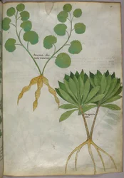 Botanisk illustration af planter, ca. 1440 (blæk og farve på pergament)
