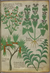Botanisk illustration af planter, ca. 1440 (blæk og farve på pergament)
