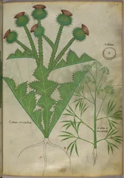 Botanisk illustration af planter, ca. 1440 (blæk og farve på pergament)