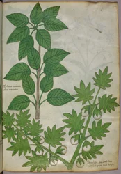 Botanisk illustration af planter, ca. 1440 (blæk og farve på pergament)