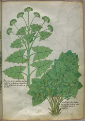 Botanisk illustration af planter, ca. 1440 (blæk og farve på pergament)