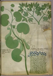 Botanisk illustration af planter, herunder blomster, ca. 1440 (blæk og farve på pergament)