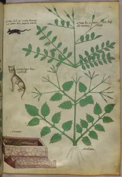 Botanisk illustration af planter med en leopard, en mus og et lig, ca. 1440 (blæk og farve på pergament)