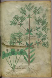 Botanisk illustration af planter med et dyr, ca. 1440 (blæk og farve på pergament)