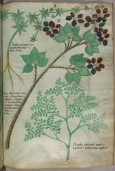 Botaniske illustrationer af krappebær [rubea]; brombær [rubus]; rue [ruta], ca. 1440 (blæk og farve på pergament)