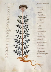 Torsk. 2377 Artemisia, lægeplante fra en 