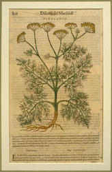 Fennikel, en botanisk plade fra Discorsi af Pietro Andrea Mattioli (1501-77) udgivet i Venedig, 1570