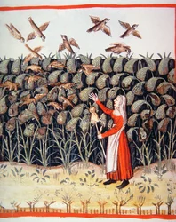 Fol.47 v Millet, illustration fra Tacuinum Santiatis Codex Vindobonensis