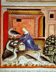 Fol.66r opdrætsgæs, illustration fra Tacuinum Santiatis Codex Vindobonensis