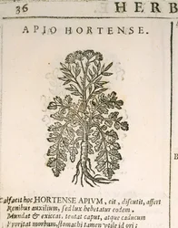 Havepersille (Petroselinum crispum), gravering af Castore Durante