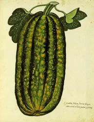 Grøn aflang squash af Ulisse Aldrovandi (1522 - 1605) plade udgivet i Piante Fiori Frutti (håndfarvet gravering).