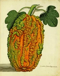Heirloom Squash af Ulisse Aldrovandi