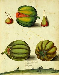 Heirloom Squash af Ulisse Aldrovandi