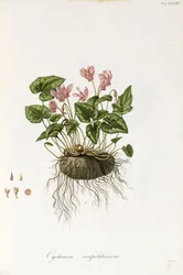 Vedbendblade cyclamen - Cyclamen Neapolitanum, 1811-1838