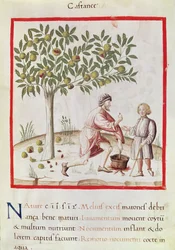 Ms 3054 fol.31 Høst og kogning af kastanjer, fra 