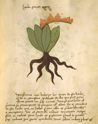 Ms 320 M Fol.28r Herb Santa Maria, fra The Book of Herbarius sammen med metoderne til fremstilling af medicin af Orgione Rizzardo