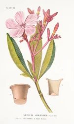 Nerium Oleander el Bubro, plade XLVIII, fra Antotrophy That is DeFiori Cultivation af Antonio Piccioli, pub. 1834
