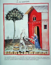 Nova 2644 fol.59v Salg af ostemasse, fra 