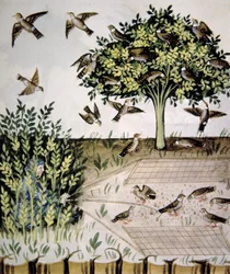 Nova 2644 fol.69r Turtelduer, illustration fra Tacuinum Santiatis Codex Vindobonensis