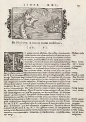 Side 735 fra Nordens historie af Magnus Olaus, Rom 1565 (tryk & gravering)