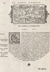 Side 740 fra Nordens historie af Magnus Olaus, Rom 1565 (tryk & gravering)