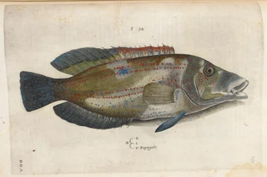 Papegøje (Nematistius pectoralis), illustration fra 