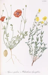 Valmueapule og Helianthemum hyssopifol, 1811-1838