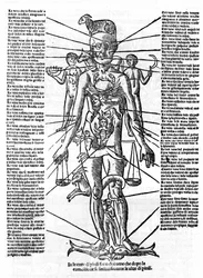 Plade, der repræsenterer en menneskelig krop med placeringen af alle organer og stjernetegnene, der svarer til dem ved deres astrologiske påvirkninger. Plage trukket fra "" Recetoro di Galeno optio e probato a tutte le infirmita che accadeno a huomini e a 