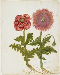 Valmuer (Papaver spp.) (wc & tempera på papir)