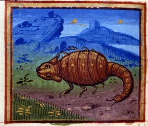 Skorpion tegn. Italiensk horoskop, midten af 1400-tallet.