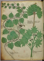 Sloane 4016 f.3v botanisk illustration, ca. 1440 (vellum)