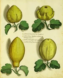 Varieties of Heirloom Squash af Ulisse Aldrovandi