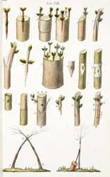 Forskellige eksempler på podning af frugttræer, plade XIV, fra LAntotrofia Ossia La Coltivazione DeFiori af Antonio Piccioli, pub.1834